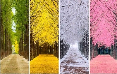 HÀN QUỐC BẢN GIAO HƯỞNG 4 MÙA: SEOUL - NAMI ISLAND - EVERLAND - EUNPYEONG HANOK