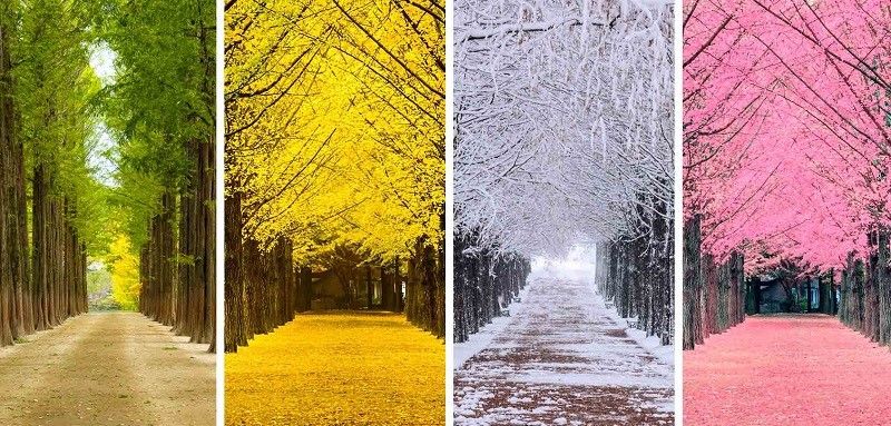 KHÁM PHÁ HÀN QUỐC: SEOUL - NAMI ISLAND - EVERLAND