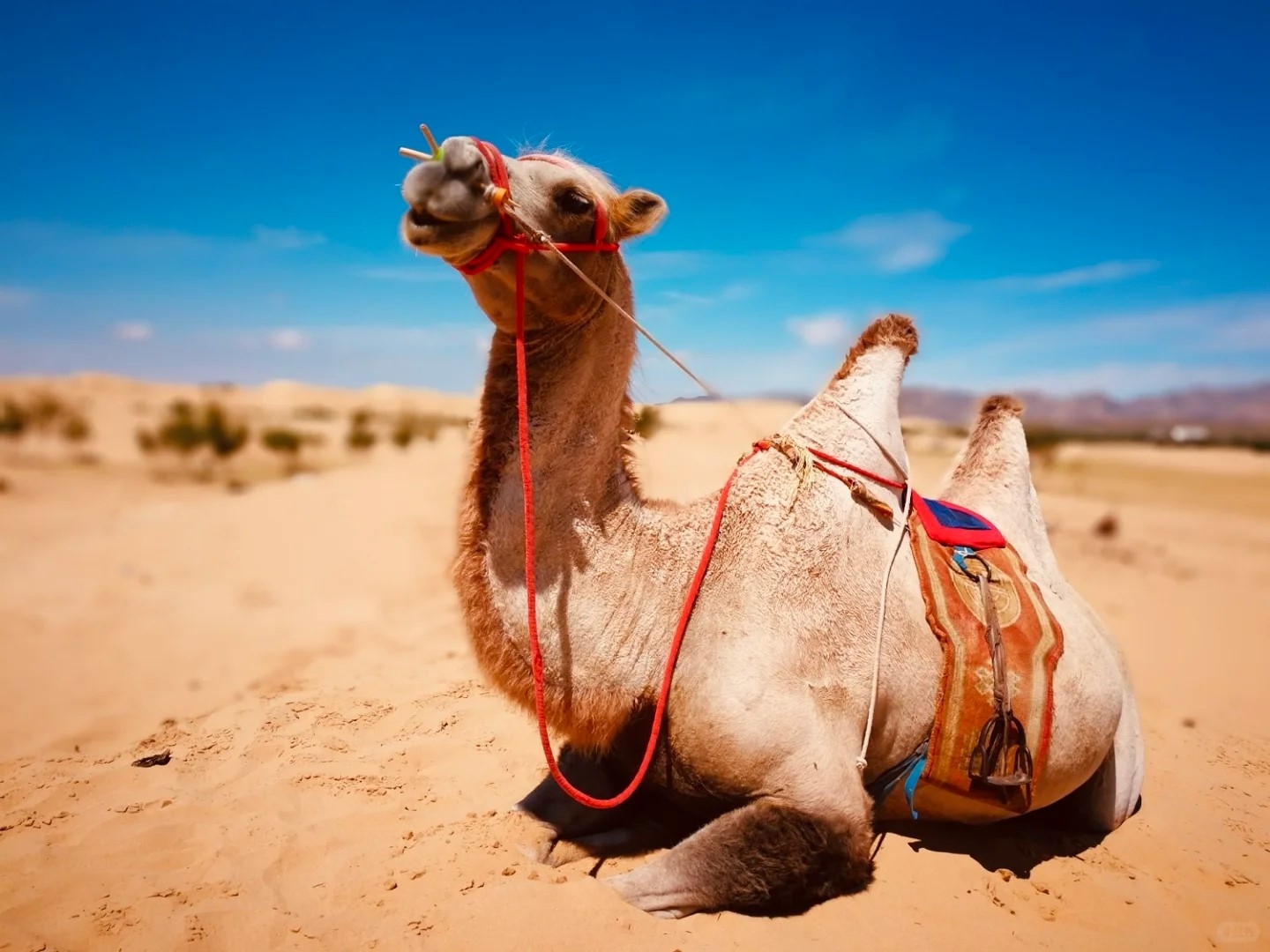 THẢO NGUYÊN MÔNG CỔ: ULAANBAATAR - ELSEN TASARKHAI - ORKHON - KHARKHORIN VƯỜN QUỐC GIA HUSTAI - VƯỜN QUỐC GIA TERELJ