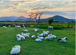TOUR NHA TRANG - ĐÀ LẠT